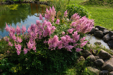 Blooming pink Astilbe flowers by a calm pond surrounded by greenery and rocks in a landscaped park or garden on a sunny day.