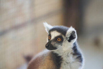 Portrait of ring-tailed lemur (Lemur catta)