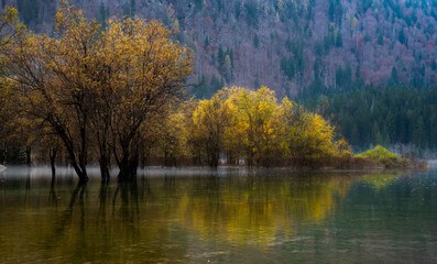 Obraz premium Autumn trees reflecting in the lake with misty forest in the background. Lago di fusine Italy