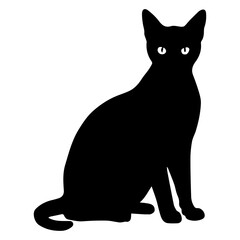 black cat and white background 