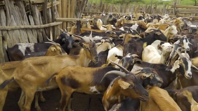 Granja de Cabras, orde&ntilde;o, goat farm, milking milk