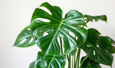 Obraz premium Bright Green Philodendron Leaves: Up-close View of Tropical Foliage, Generative AI.