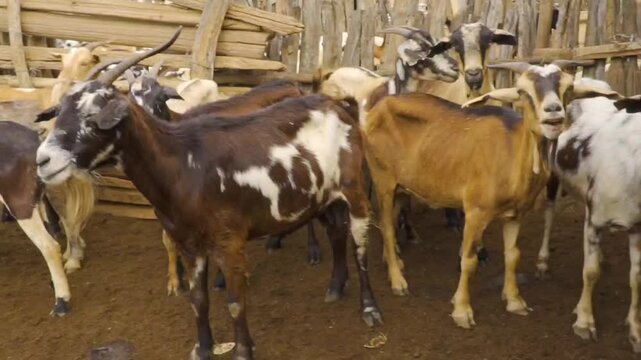 Granja de Cabras, orde&ntilde;o, goat farm, milking milk