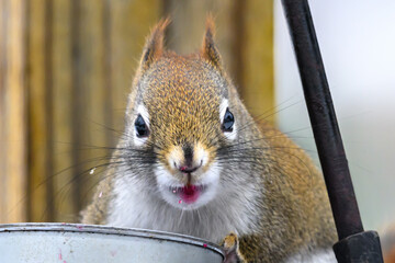 A small cute Red Squirrel feeds on grape jelly this cold winter day in Windsor in Upstate NY.  
