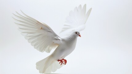 White Dove in Flight Against a White Background
