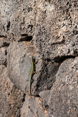 Lizard on a rock, Madeira, Portugal