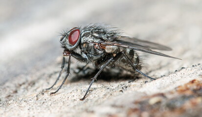close up of fly