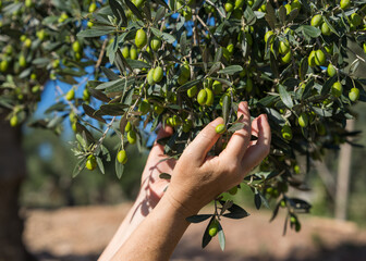 Hands middle aged woman hold ripe olives branches tree. Harvesting.