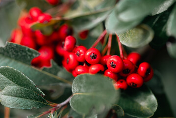 pyracantha crenulata plant in a garden