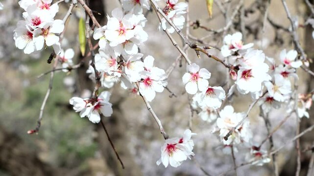 almendro flor varias ramas moviendose 