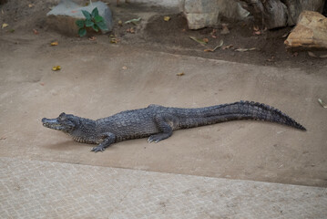 The yacare caiman (Caiman yacare), the jacare caiman, Paraguayan caiman