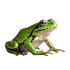 Fototapeta premium frog in isolated transparent background