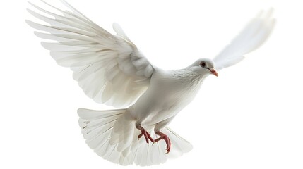 Obraz premium White Dove in Flight Against White Background
