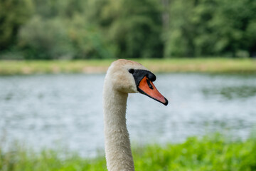 Close up view on white swan near a lake