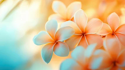 Gardinen Close-up of delicate plumeria flowers with soft orange and white petals, symbolizing tropical beauty and serenity. Perfect for botanical, summer, and exotic nature themes. © Philipp