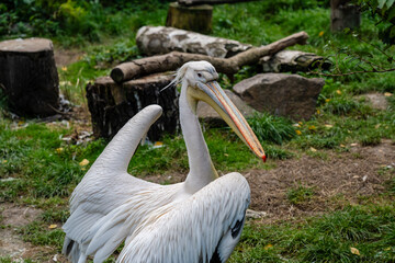 View on white pelican resting at warm day
