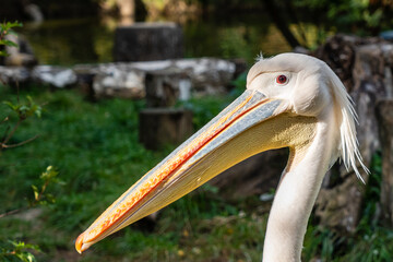 Cool view on white pelicans walking under the sun