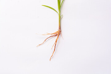 A close-up of a young plant with a well-developed fibrous root system against a clean white background. The image showcases the intricate network of thin roots branching out from the base of the stem.