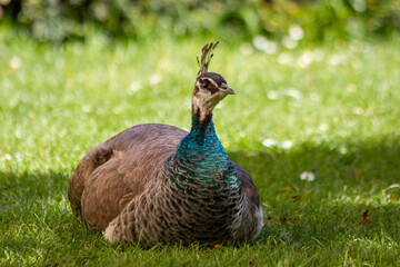 A beautiful peacock walks peacefully in the park.