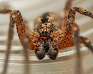 Männliche Nosferatu-Spinne (Zoropsis spinimana)