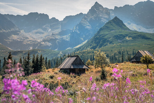 Polish Mountain Scenery with a Shepherd's Hut in the Polish Tatra Mountains at Hala Gąsienicowa, an alpine meadow in the Gąsienicowa Valley, in the Carpathians, near Zakopane, Poland.