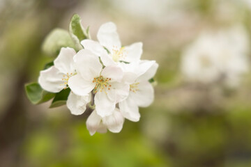 Spring blossoms. Blooming apple tree flowers with green leaves outdoors