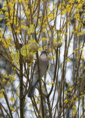 Eurasian jay Garrulus glandarius in a bush and eating