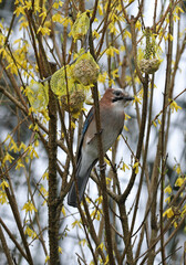 Eurasian jay Garrulus glandarius in a bush and eating