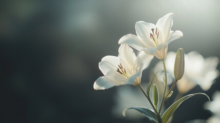 Fototapeta premium White Lilies with Soft Lighting on Dark Background