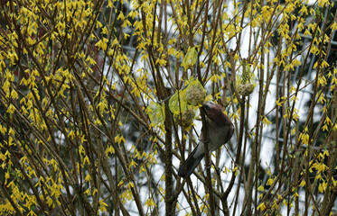 Eurasian jay Garrulus glandarius in a bush and eating