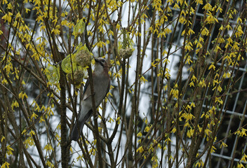 Eurasian jay Garrulus glandarius in a bush and eating