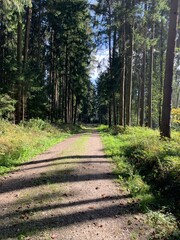 path in the forest