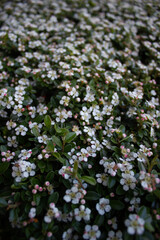 small white flowers on a green bush