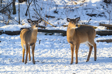 Fototapeta premium Whitetail deer during a snowy winter in Windsor in Upstate NY. Deer brave the cold and snow here in woods around our home.