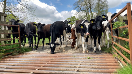 A group of cows standing by a metal cattle grid, surrounded by green countryside and under a partly cloudy blue sky, showcasing a tranquil and scenic rural farming environment - Herefordshire, UK