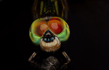 Closeup of a Dragon Fly head