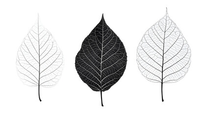 Fototapeta premium Organic Leaf Silhouettes
