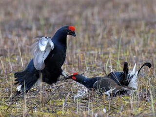 Birkhähne kämpfen am Balzplatz
