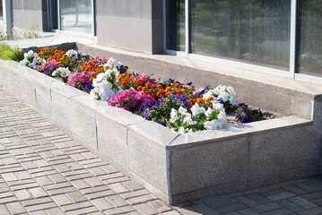 flowers grow in a large concrete flowerbed near the building in summer