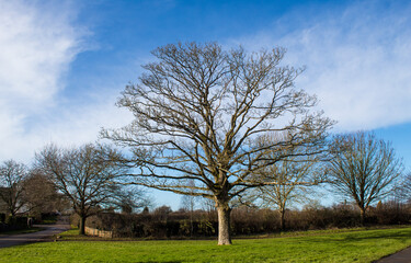 blue beautiful  sky and tree