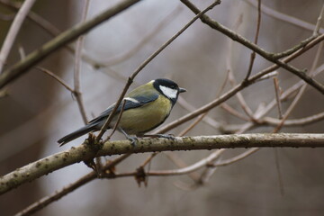 titmouse in the winter in the forest