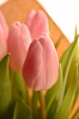 Pink delicate tulips in spring