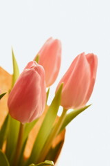 Pink delicate tulips in spring
