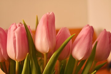 Pink delicate tulips in spring