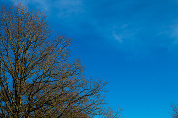 blue beautiful  sky and tree 