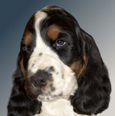 Portrait of a purebred English Cocker Spaniel puppy. Boy. Age 2 months. The color of the blue roan and tan. In the background there is a beautiful gradient background.