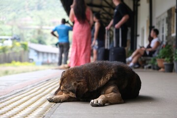 Homeless dog lying on Nanu Oya station in Sri Lanka. It is main railway station in Nuwara Eliya region © Iwona