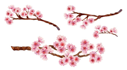 Pink cherry blossom branches for Japanese Hanami cherry blossom festival isolated on white background. Watercolor botanical template in lilac-pink color, in the sunrise palette. Watercolor template