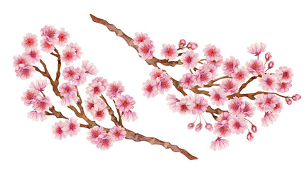 Pink cherry blossom branches for Japanese Hanami cherry blossom festival isolated on white background. Watercolor botanical template in lilac-pink color, in the sunrise palette. Watercolor template