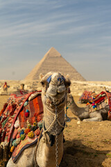 Photograph of the Pyramids in Egypt with camels transporting tourists. Tourist trip to Egypt. Pyramids of Giza. Archaeology. Cairo. Photography for travel agency.
